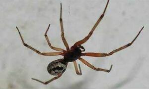 Jadowity pająk w UK
